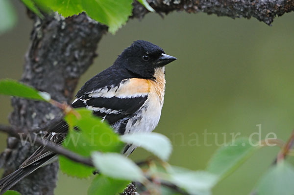 Bergfink (Fringilla montifringilla)