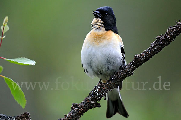 Bergfink (Fringilla montifringilla)