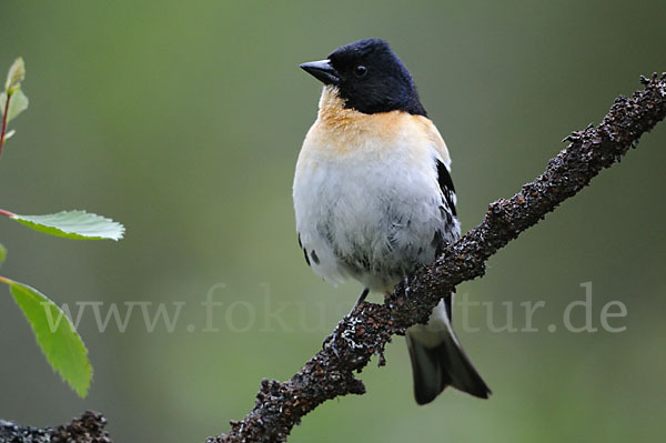 Bergfink (Fringilla montifringilla)