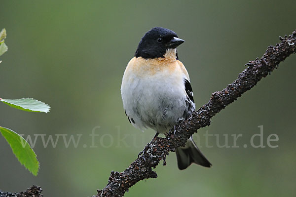 Bergfink (Fringilla montifringilla)