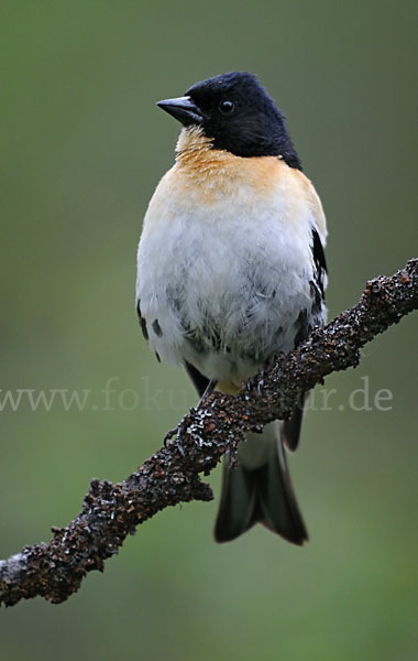 Bergfink (Fringilla montifringilla)