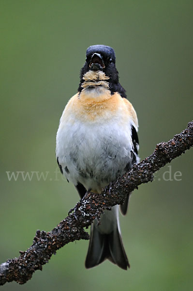 Bergfink (Fringilla montifringilla)