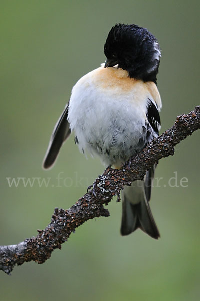 Bergfink (Fringilla montifringilla)