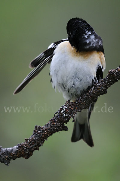 Bergfink (Fringilla montifringilla)