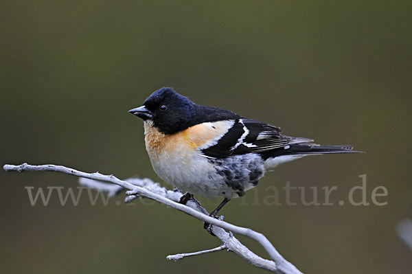 Bergfink (Fringilla montifringilla)