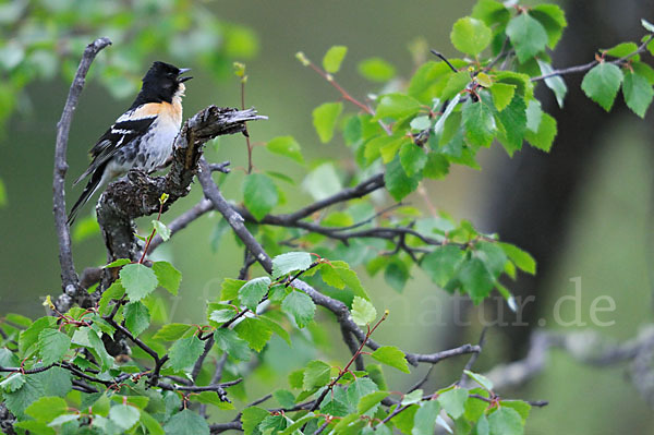 Bergfink (Fringilla montifringilla)