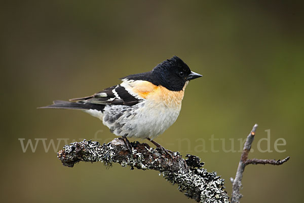 Bergfink (Fringilla montifringilla)