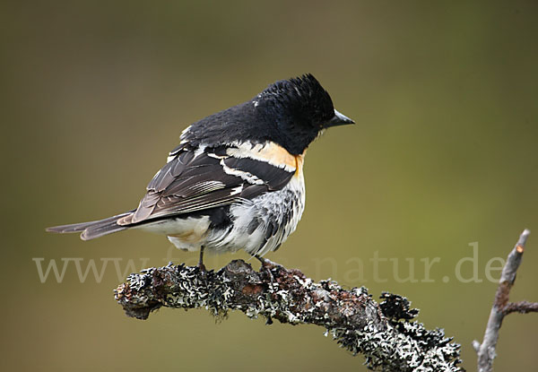 Bergfink (Fringilla montifringilla)