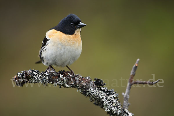 Bergfink (Fringilla montifringilla)