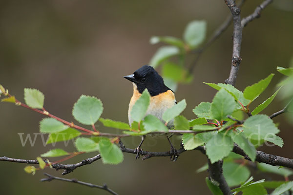 Bergfink (Fringilla montifringilla)