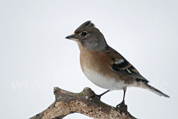 Bergfink (Fringilla montifringilla)