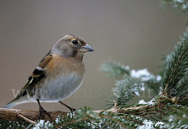 Bergfink (Fringilla montifringilla)