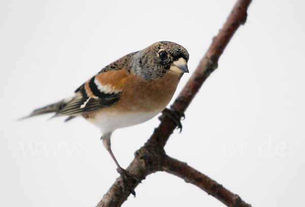 Bergfink (Fringilla montifringilla)