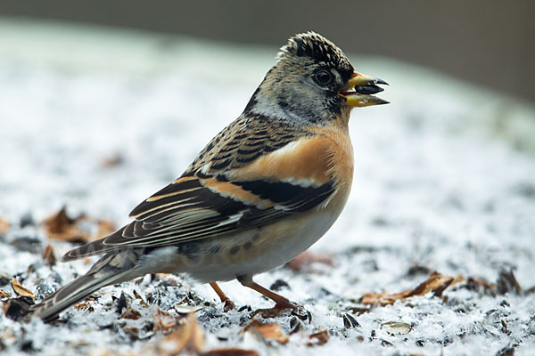 Bergfink (Fringilla montifringilla)