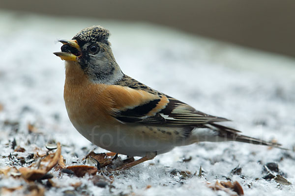 Bergfink (Fringilla montifringilla)