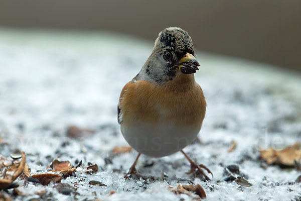 Bergfink (Fringilla montifringilla)