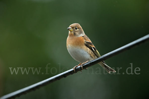 Bergfink (Fringilla montifringilla)