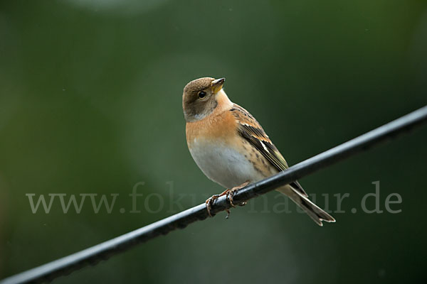 Bergfink (Fringilla montifringilla)