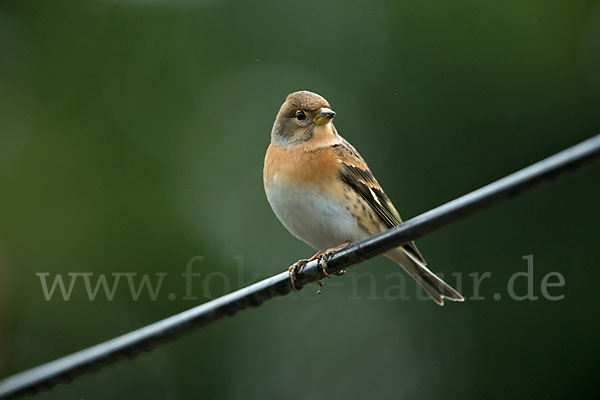 Bergfink (Fringilla montifringilla)