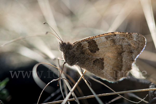 Berghexe (Chazara briseis)