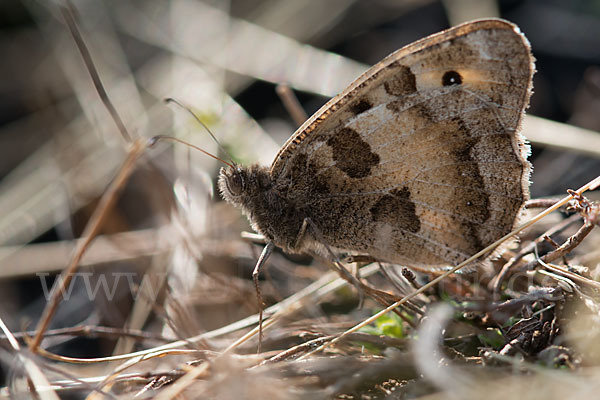 Berghexe (Chazara briseis)