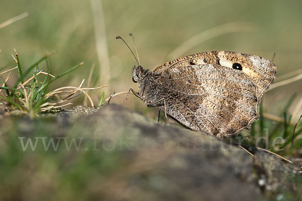 Berghexe (Chazara briseis)