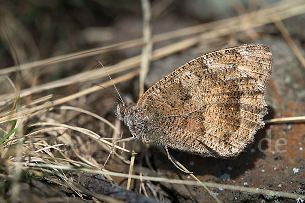 Berghexe (Chazara briseis)