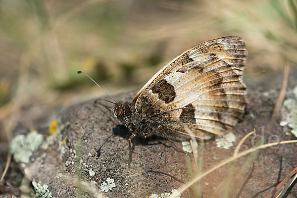 Berghexe (Chazara briseis)