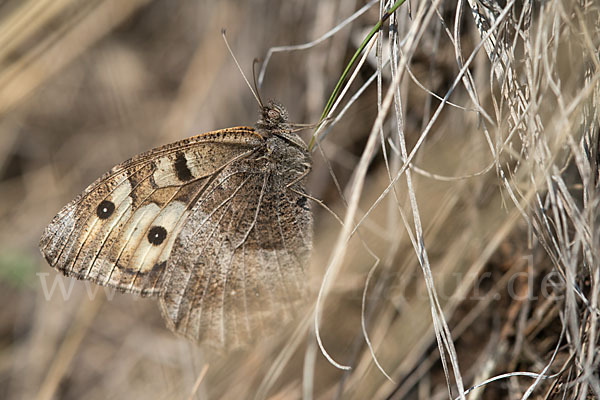 Berghexe (Chazara briseis)