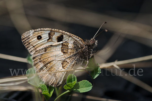 Berghexe (Chazara briseis)