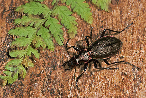 Berglaufkäfer (Carabus irregularis)