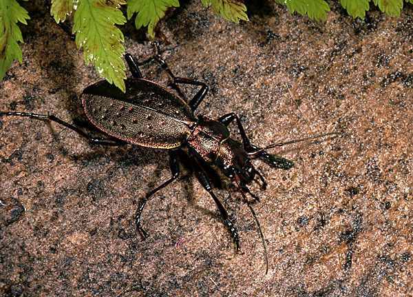 Berglaufkäfer (Carabus irregularis)