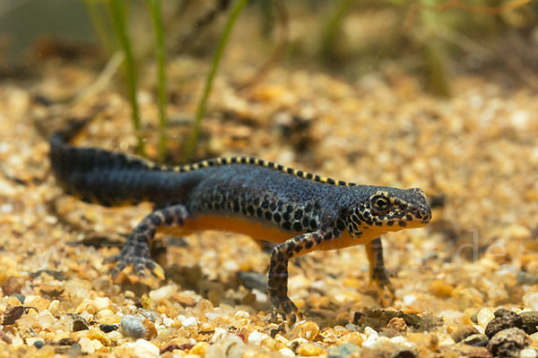 Bergmolch (Ichthyosaura alpestris)