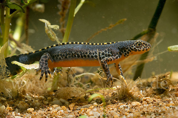 Bergmolch (Ichthyosaura alpestris)