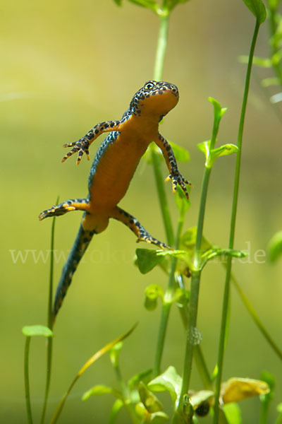 Bergmolch (Ichthyosaura alpestris)