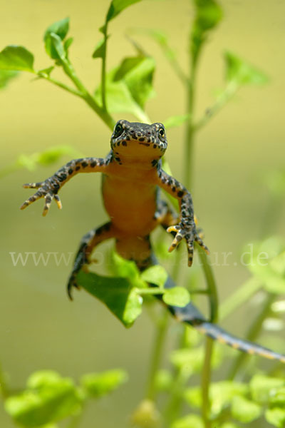 Bergmolch (Ichthyosaura alpestris)