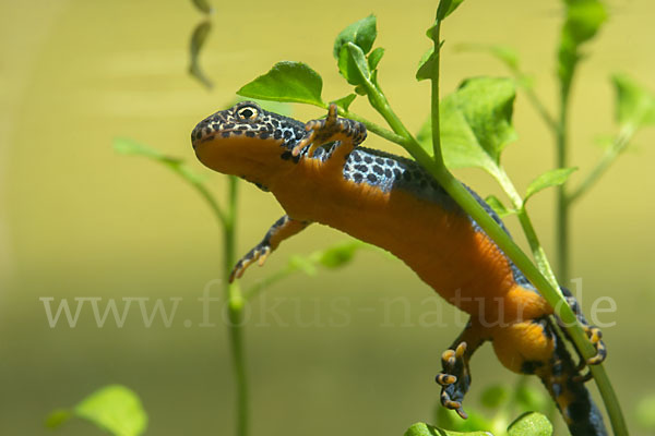 Bergmolch (Ichthyosaura alpestris)