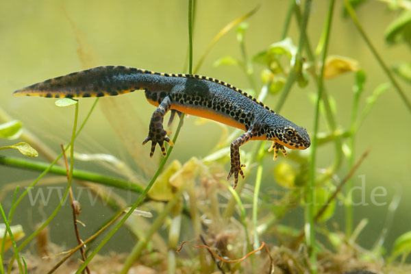 Bergmolch (Ichthyosaura alpestris)