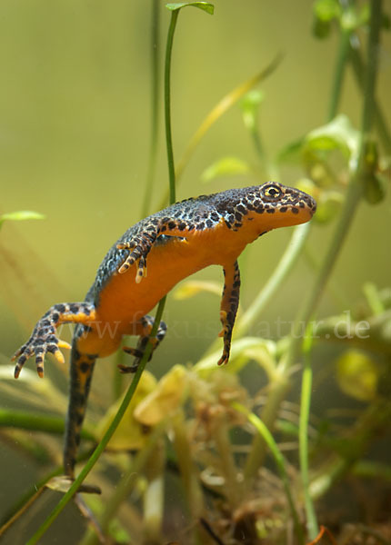 Bergmolch (Ichthyosaura alpestris)