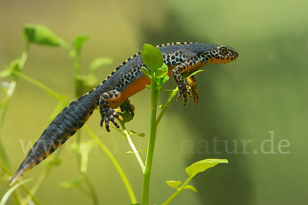 Bergmolch (Ichthyosaura alpestris)