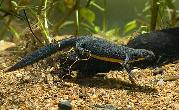 Bergmolch (Ichthyosaura alpestris)