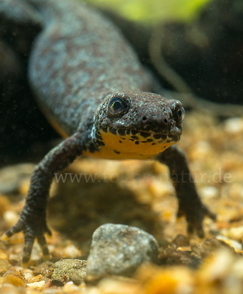 Bergmolch (Ichthyosaura alpestris)