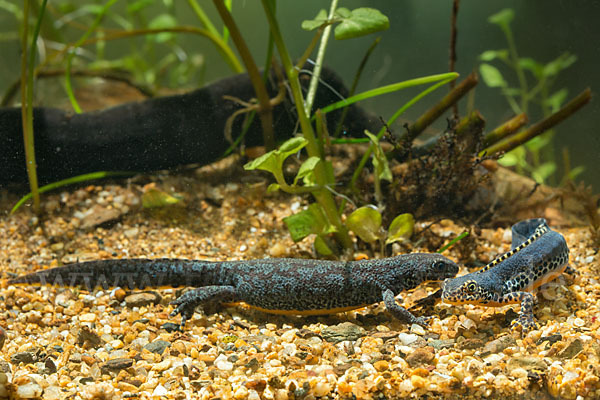 Bergmolch (Ichthyosaura alpestris)