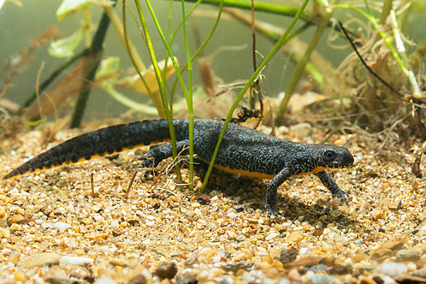 Bergmolch (Ichthyosaura alpestris)