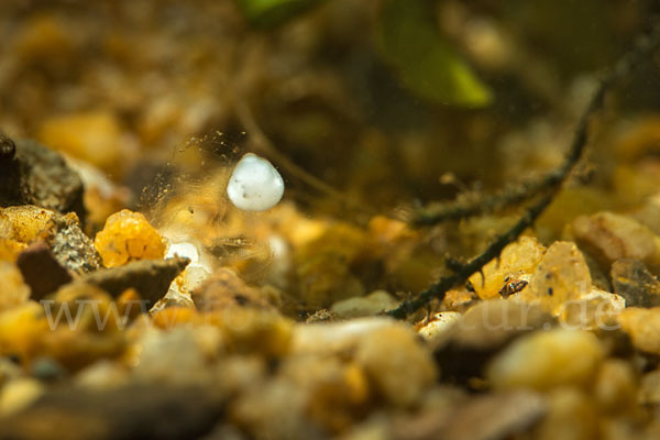 Bergmolch (Ichthyosaura alpestris)