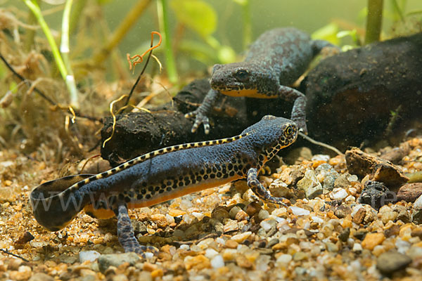 Bergmolch (Ichthyosaura alpestris)