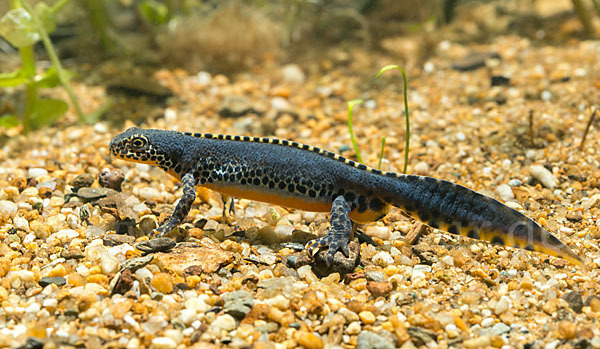 Bergmolch (Ichthyosaura alpestris)