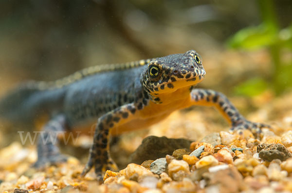 Bergmolch (Ichthyosaura alpestris)