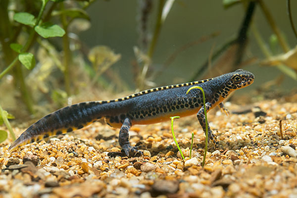 Bergmolch (Ichthyosaura alpestris)