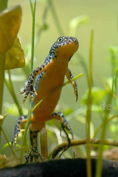 Bergmolch (Ichthyosaura alpestris)